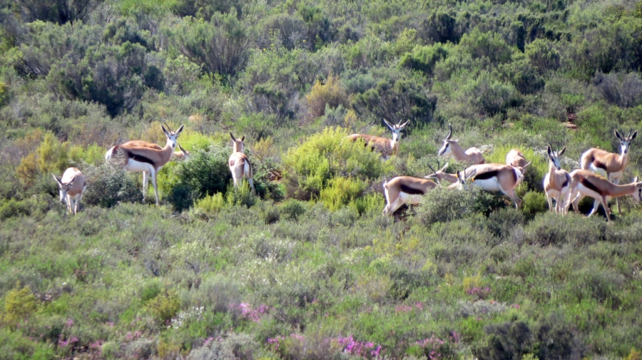 Commercial Property for Sale in Montagu Rural Western Cape